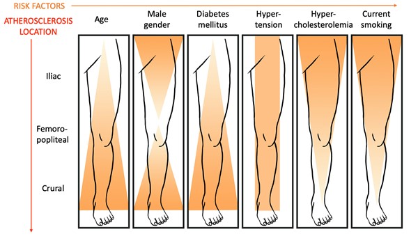 Patterns of atherosclerotic disease and associated risk factors