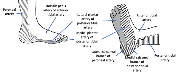 Foot and leg angiosomes