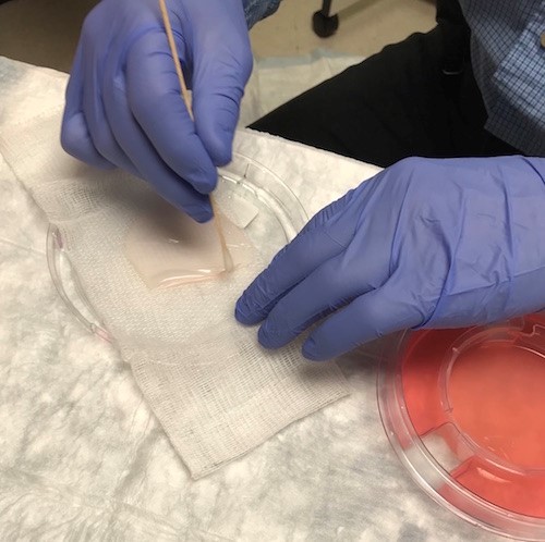 Place CTP on saline-moistened gauze, fibroblast layer (shiny surface)  facing up