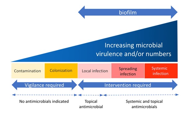 The wound infection continuum (based on the International Wound Infection Institute) 