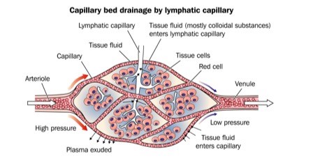Lymphatic capillary