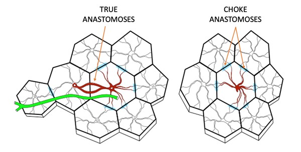 Schematic diagram of functional angiosomes