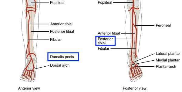 Dorsalis pedis and posterior tibial arteries