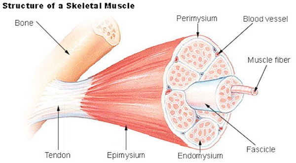 Schematic showing muscle, tendon, bone
