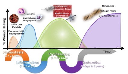 Wound healing process