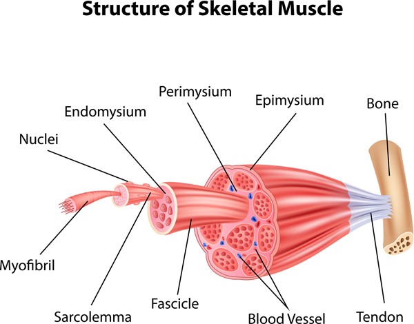 Structure of skeletal muscle