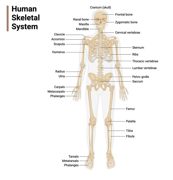 Human skeletal system