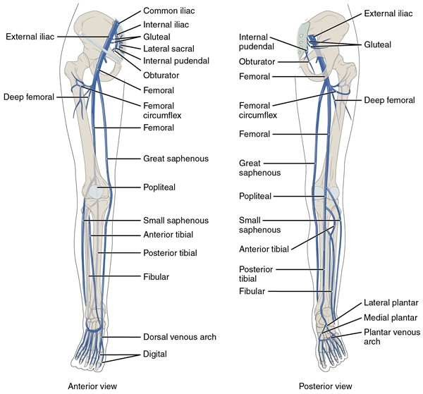 Veins of the lower extremity 