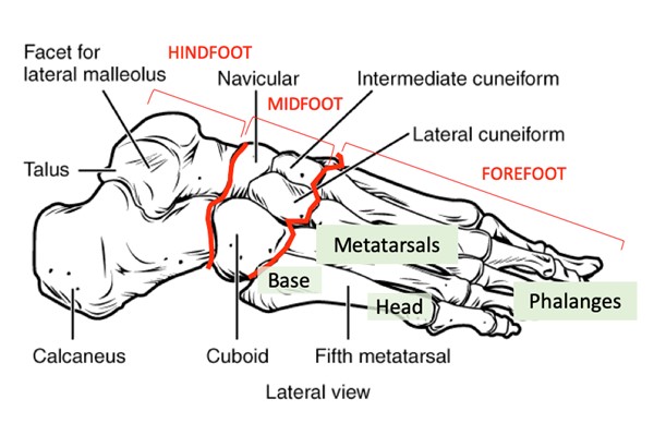 Foot anatomy - bones