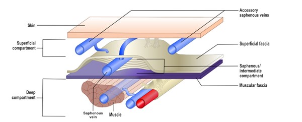 Lower extremity venous system