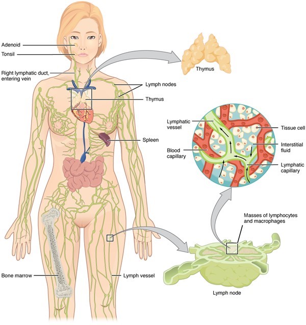 Anatomy of the lymphatic system