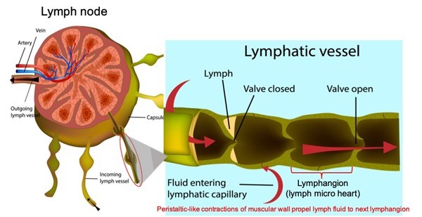 Lymph node and incoming lymph vessel