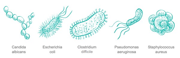 Common Microorganisms Associated with IAD