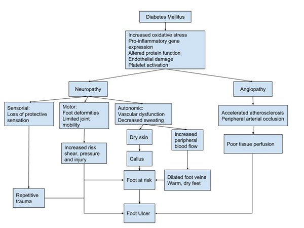  Etiology and pathophysiology of diabetic foot ulcers. 